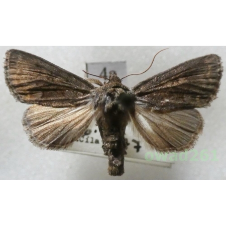 Oligia strigilis (Linnaeus, 1758) Czech4a
